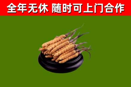 运城回收散虫草