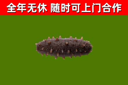 运城回收海参干
